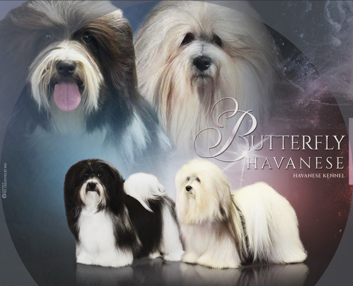 Butterfly Havanese
