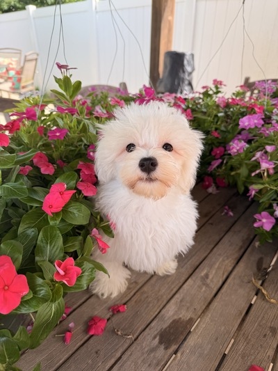 Toby