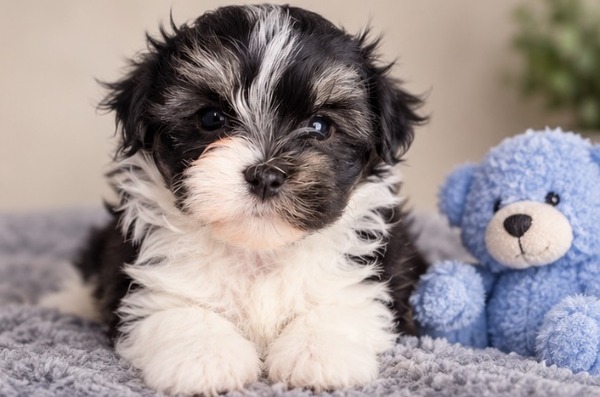 Male pup 1