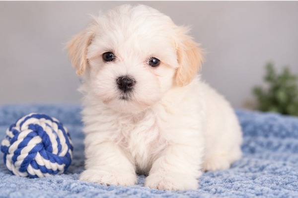Male Pup 2
