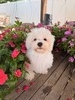 Toby