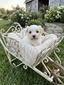Mila
