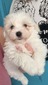 Toby