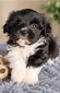 Male Pup 3