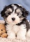 Male Pup 4